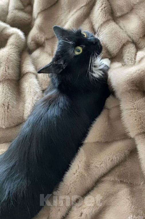 Кошки в Москве: Буся осталась сиротой и ищет Новый дом Девочка, Бесплатно - фото 2