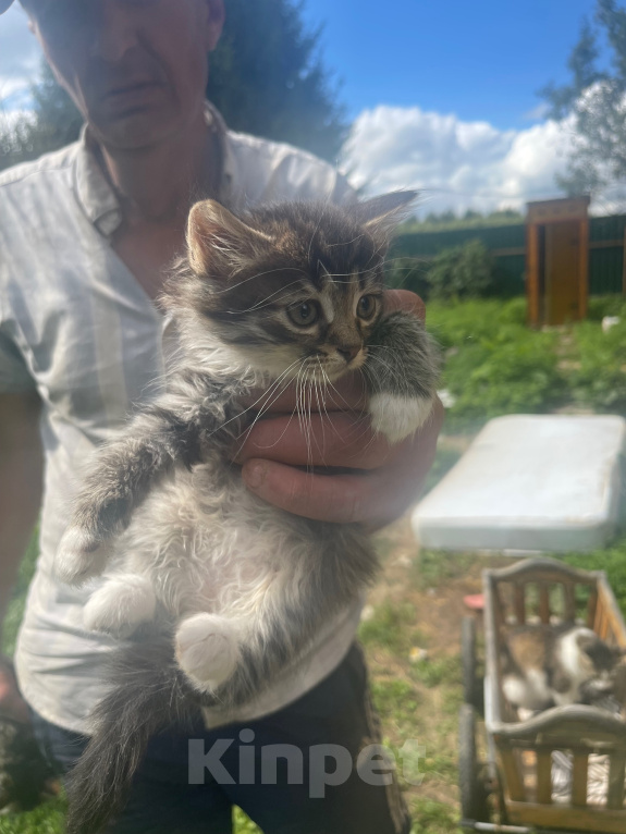 Кошки в Верее: Продаю котят за 1рубль Девочка, 1 000 руб. - фото 1