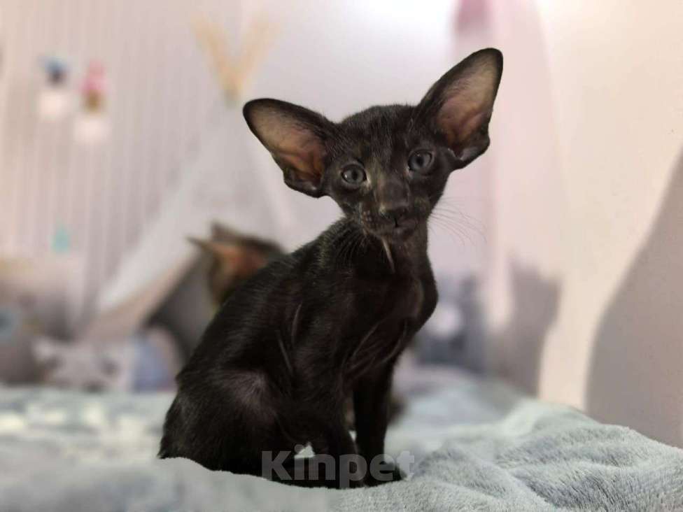 Кошки в Вологде: Малыши Мальчик, 45 000 руб. - фото 1