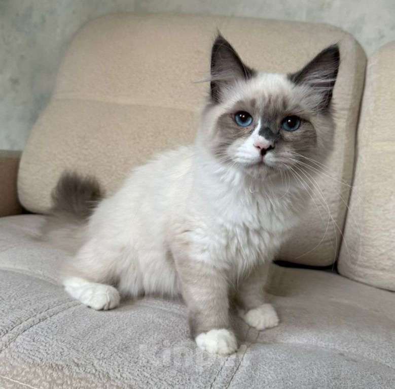 Кошки в Новосибирске: Barry Мальчик, 55 000 руб. - фото 3