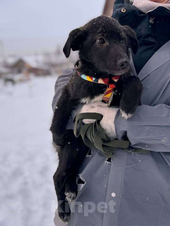 Собаки в Уфе: Щенок Мальчик, 300 руб. - фото 6