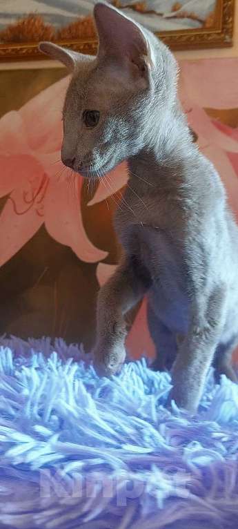Кошки в Волгограде: Ориентальные котята  Мальчик, Бесплатно - фото 3