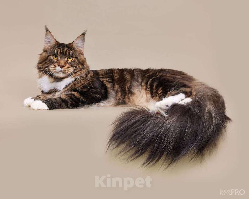 Кошки в Новосибирске: Мейкун приглашает на вязку Мальчик, 20 000 руб. - фото 2