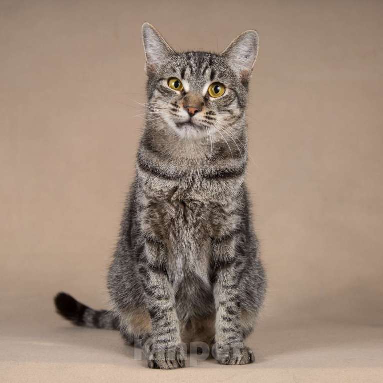 Кошки в Москве: Ласковая Бетти.  Добрейшая полосатая кошечка в добрые руки. Девочка, Бесплатно - фото 5