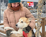 Собаки в Казани: Ищу хозяина! Девочка, 1 руб. - фото 8