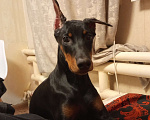 Собаки в Ростове-на-Дону: Доберман щенок Девочка, 10 000 руб. - фото 3