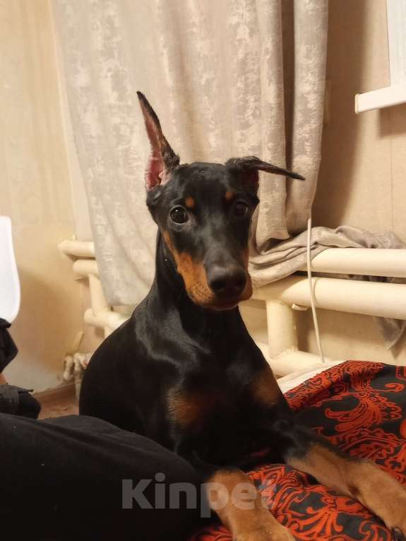 Собаки в Ростове-на-Дону: Доберман щенок Девочка, 10 000 руб. - фото 3