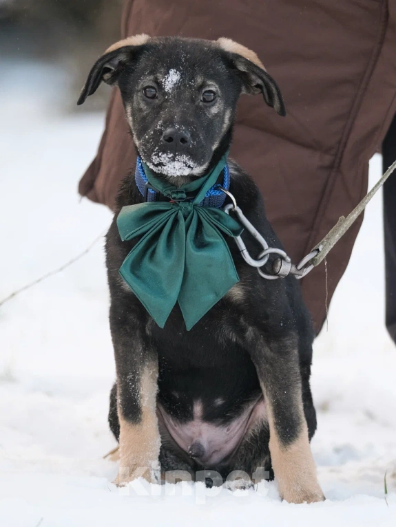 Собаки в Москве: Щенок в добрые руки Мальчик, Бесплатно - фото 3