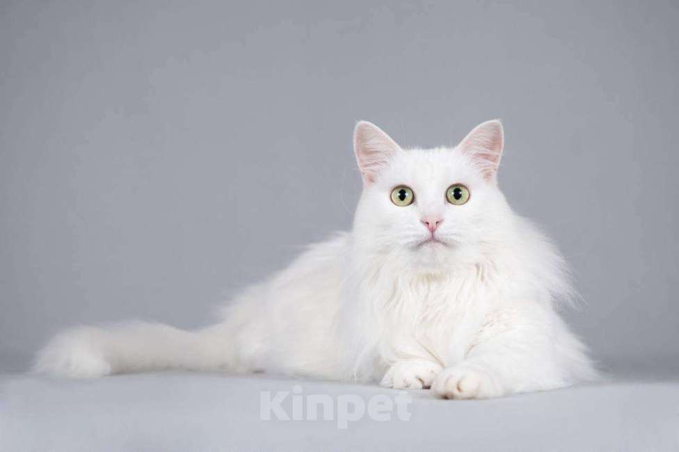 Кошки в Москве: Котик Тимоша ищет доброе сердце. Мальчик, Бесплатно - фото 4