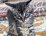 Кошки в Звенигороде: Тигрёнок котёнок ;) Девочка, Бесплатно - фото 1