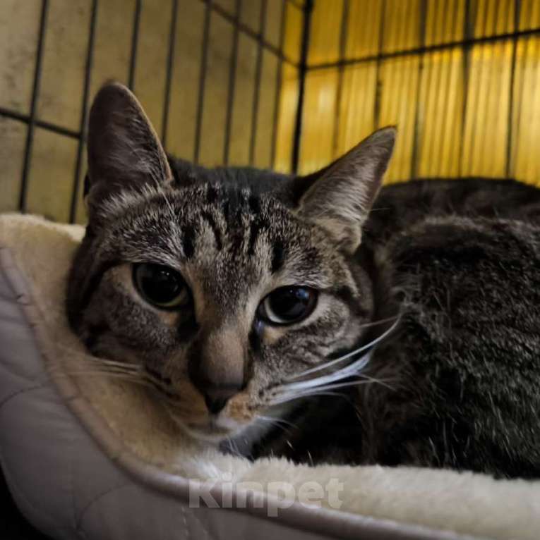 Кошки в Москве: Пихта ищет дом Девочка, Бесплатно - фото 3