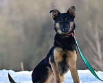 Собаки в Москве: Микро-овчарка, 14 кг в добрые руки Девочка, Бесплатно - фото 4
