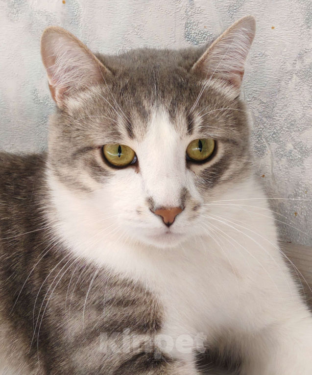 Кошки в Уфе: Очаровательный Филя Мальчик, 500 руб. - фото 6