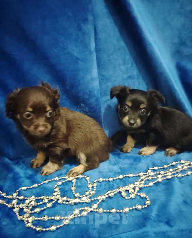 Собаки в Самаре: Продаётся последняя прекрасная девочка русского тоя, шоколадно подпалого окраса. Возраст 2 месяца Девочка, 12 000 руб. - фото 2