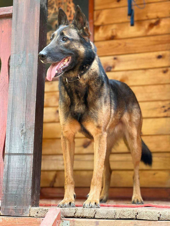 Собаки в Москве: Барди ищет семью,2г,30кг,Привит, Кастрирован  Мальчик, Бесплатно - фото 7