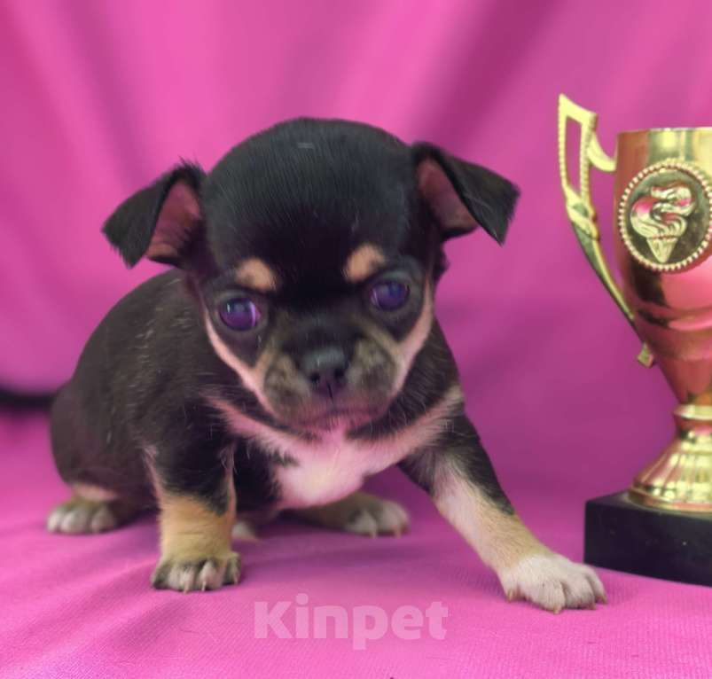 Собаки в Москве: Мальчик чихуахуа Мальчик, 35 000 руб. - фото 3