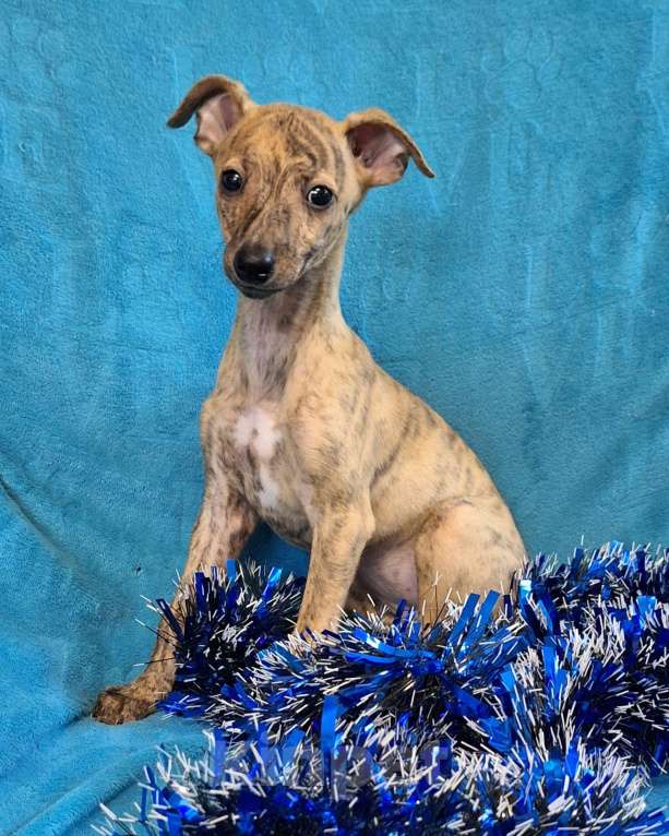 Собаки в Ангарске: Продам щенят Уиппета Девочка, 25 000 руб. - фото 2