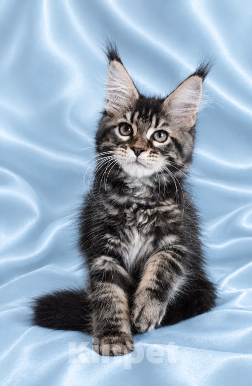 Кошки в Владимире: Котята мейн-кун Девочка, 85 000 руб. - фото 3