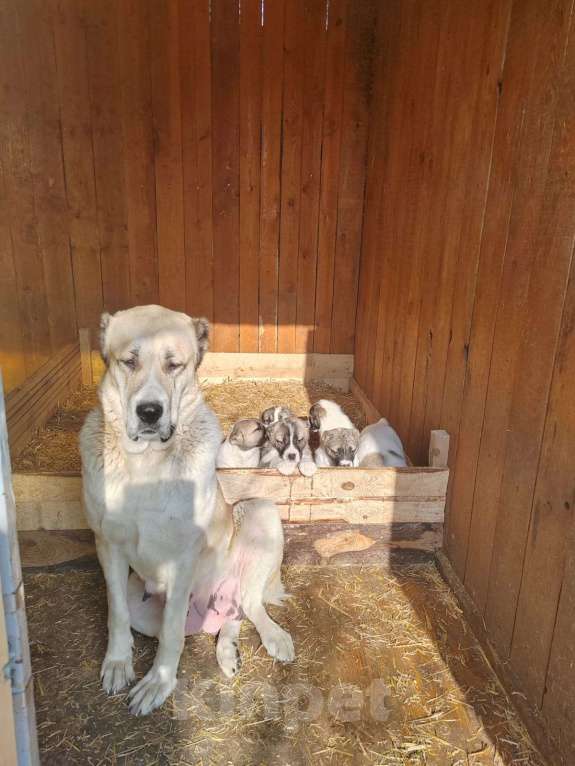 Собаки в других городах Тульской области: Щенки алабая  Девочка, 40 000 руб. - фото 6