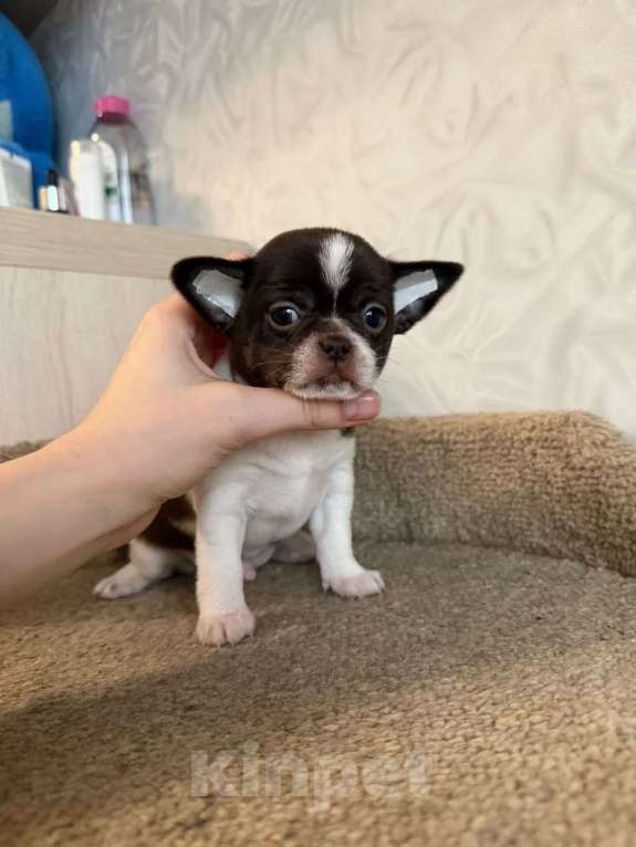 Собаки в Воронеже: Бело шоколадный мальчик. Мальчик, 35 000 руб. - фото 3