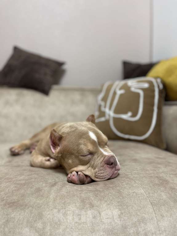 Собаки в Москве: Щенок Американский булли покет  Мальчик, Бесплатно - фото 4