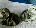 Кошки в Кулебаках: Мраморные, 6 500 руб. - фото 2
