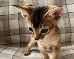 Кошки в Кудымкаре: Абиссинские котята, 50 000 руб. - фото 1
