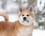 Собаки в Москве: Красавец Самурай — акита ину в дар Мальчик, Бесплатно - фото 1