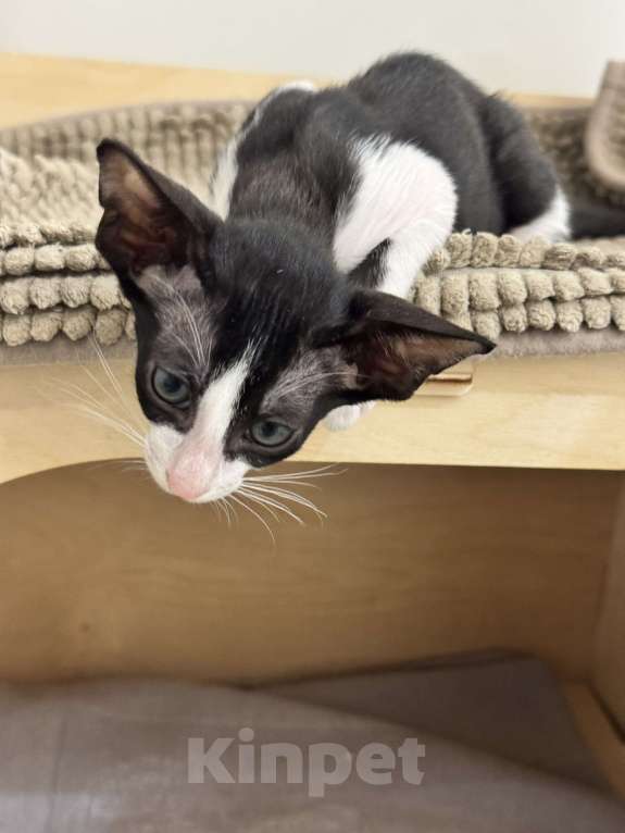 Кошки в Волгограде: Орики готовы к переезду Мальчик, Бесплатно - фото 5