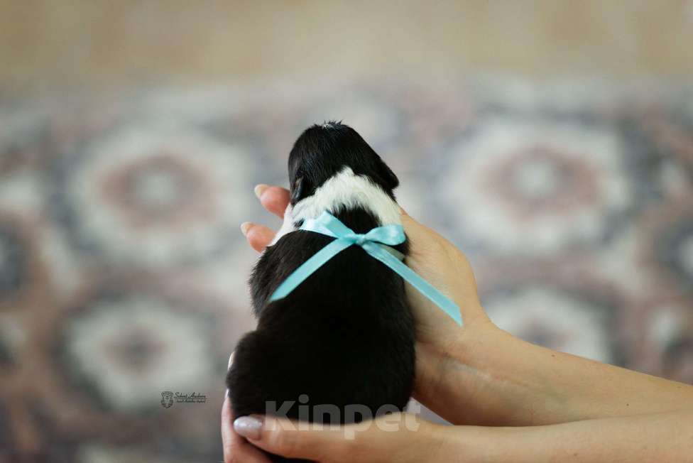 Собаки в Москве: Австралийская овчарка, аусси Мальчик, Бесплатно - фото 3