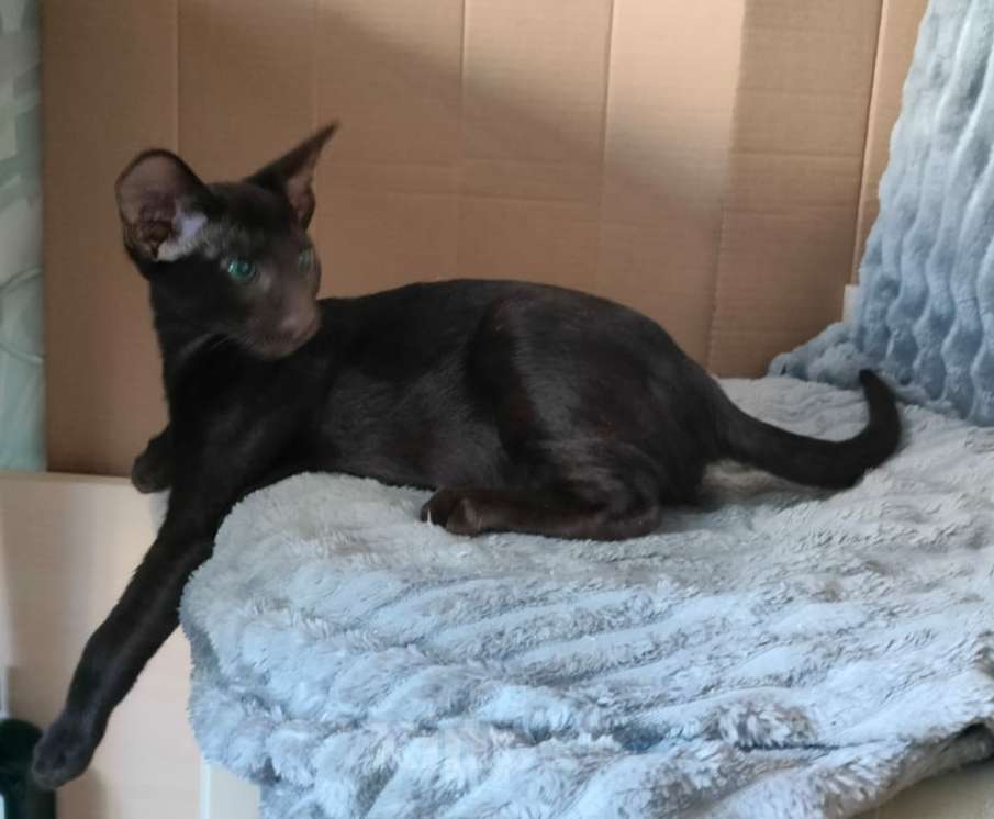 Кошки в Санкт-Петербурге: Ориентальный мальчик гаванна Мальчик, 30 000 руб. - фото 3