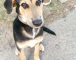 Собаки в Красноармейске: Подросший щенок, помесь гончей  Мальчик, Бесплатно - фото 4