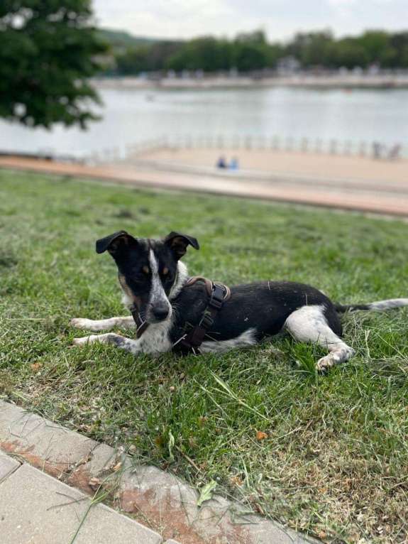 Собаки в Санкт-Петербурге: Ищет дом метис таксы с красивым окрасом Девочка, Бесплатно - фото 10