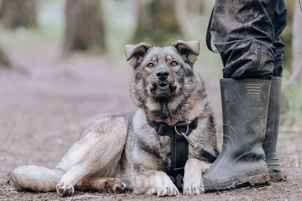 Собаки в Москве: Джови Девочка, Бесплатно - фото 6