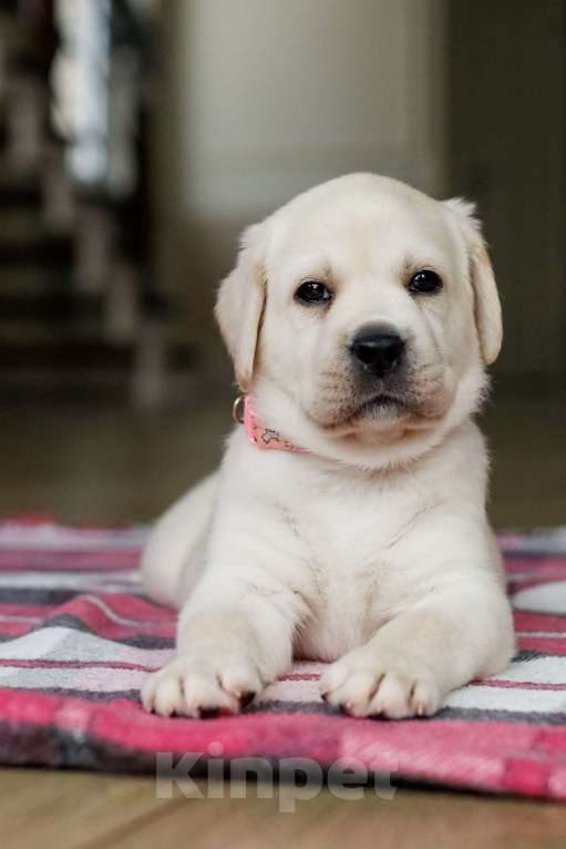 Собаки в Кирове: Продается щенок породы Лабрадор Ретривер Девочка, Бесплатно - фото 3