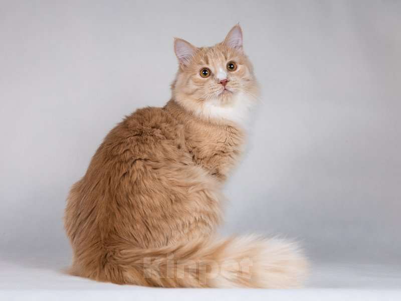 Кошки в Москве: Мурчик - самый ласковый, дружелюбный и контактный котик.  Мальчик, Бесплатно - фото 7