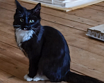 Кошки в Одинцово: Котенок мальчик 4 мес черно-белый Мальчик, Бесплатно - фото 5