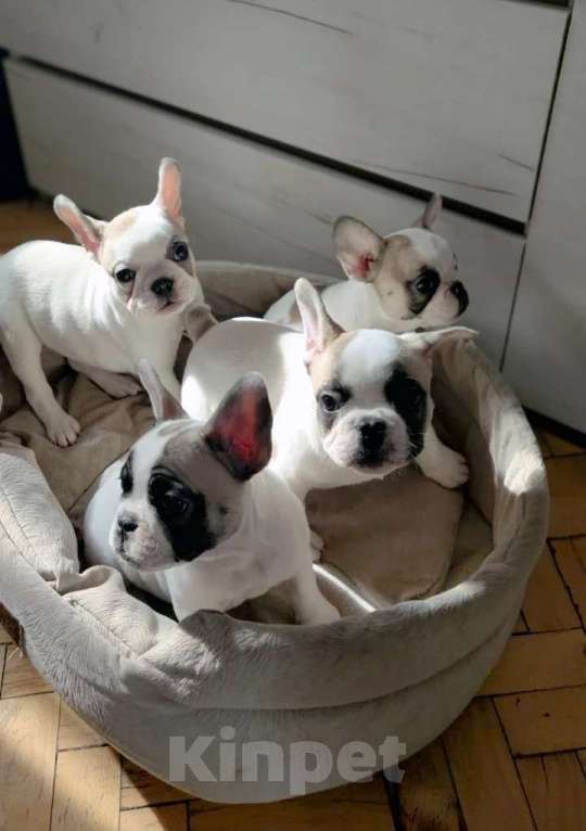 Собаки в Москве: Щенки французского бульдога Разнополые, 49 000 руб. - фото 6