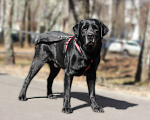 Собаки в Москве: Красавец Ричард ищет дом! Мальчик, Бесплатно - фото 1