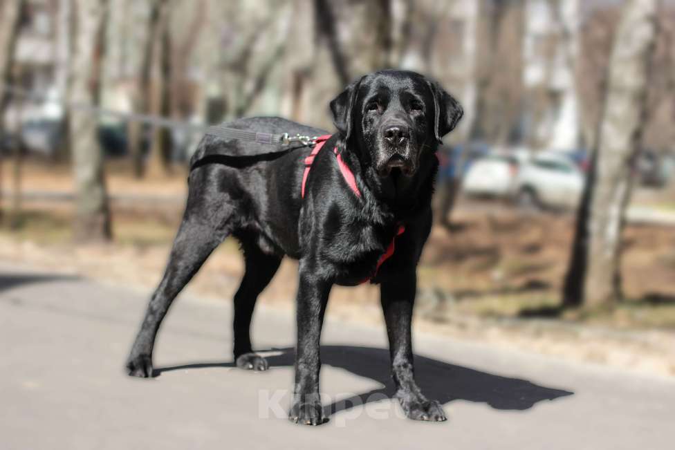 Собаки в Москве: Красавец Ричард ищет дом! Мальчик, Бесплатно - фото 1