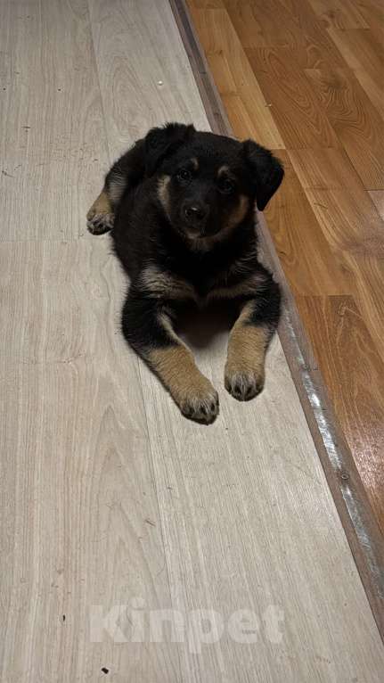 Собаки в Москве: Щенок в добрые руки  Девочка, Бесплатно - фото 4