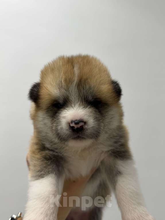 Собаки в других городах Ставропольского края: Продаю щенков Акита Ину Девочка, Бесплатно - фото 3