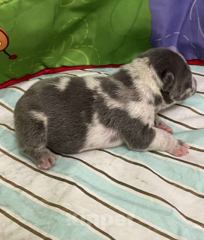 Собаки в Нижнем Новгороде: Щенки французского бульдога Девочка, 50 000 руб. - фото 4