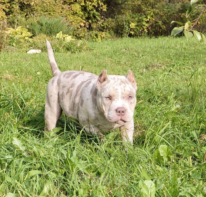 Собаки в Москве: Американский булли Мальчик, 125 000 руб. - фото 2