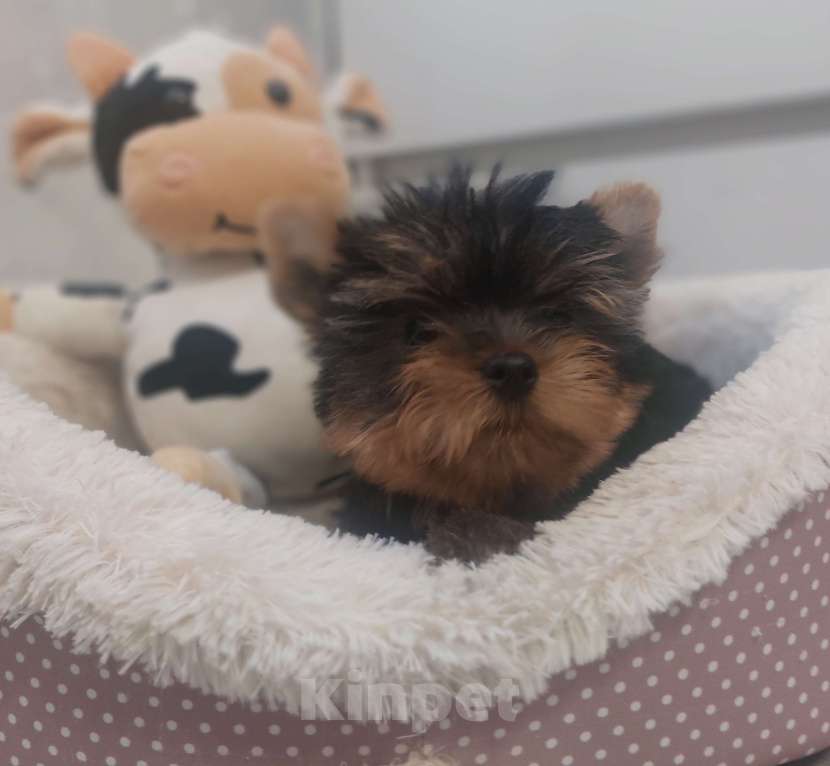 Собаки в Москве: Мальчик мелкий стандарт Мальчик, 35 000 руб. - фото 1