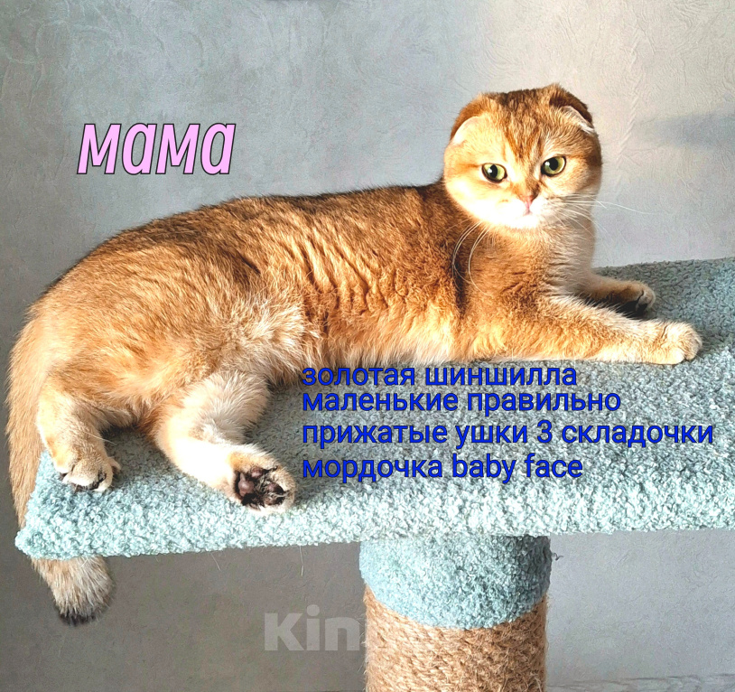 Кошки в Тамбове: Шотландский котёнок золотая шиншилла Девочка, 15 000 руб. - фото 1