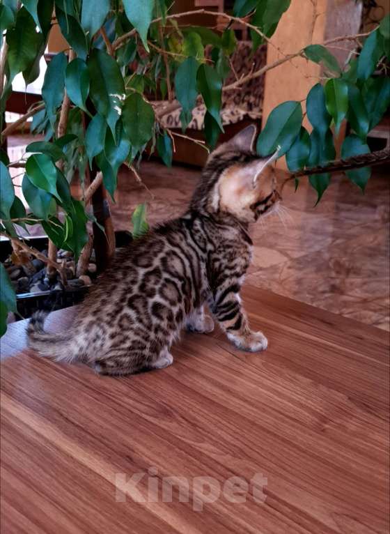 Кошки в Симферополе: Бенгальская девочка  Девочка, 55 000 руб. - фото 5