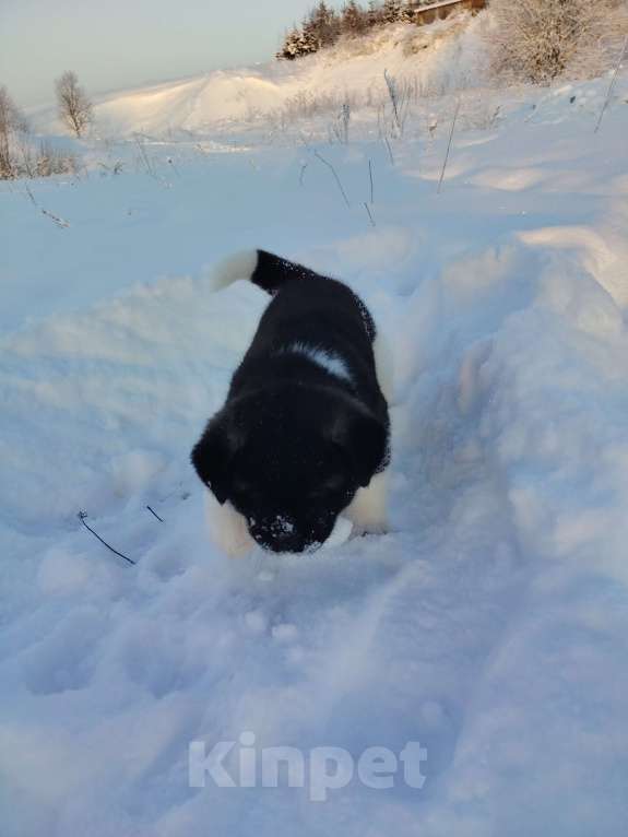 Собаки в Санкт-Петербурге: Девочка акита Девочка, 100 000 руб. - фото 6