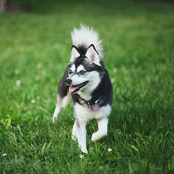 Аляскинский Кли Кай