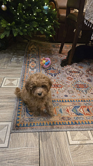 Продажа замечательных щенков